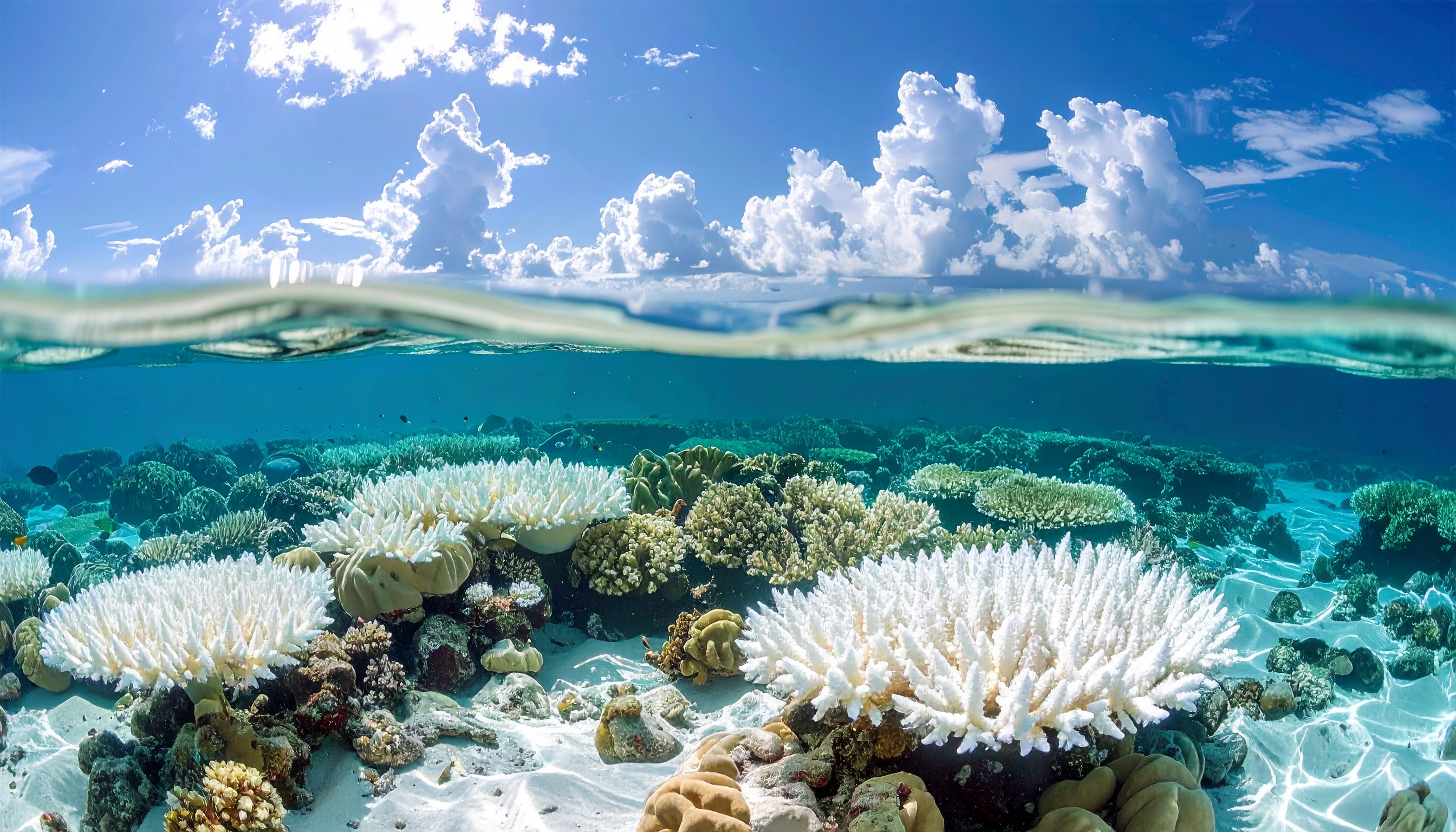 エルクホーンサンゴとスタッグホーンサンゴが機能的絶滅に追い込まれ、フロリダの礁の骨格消失が生態系に波紋