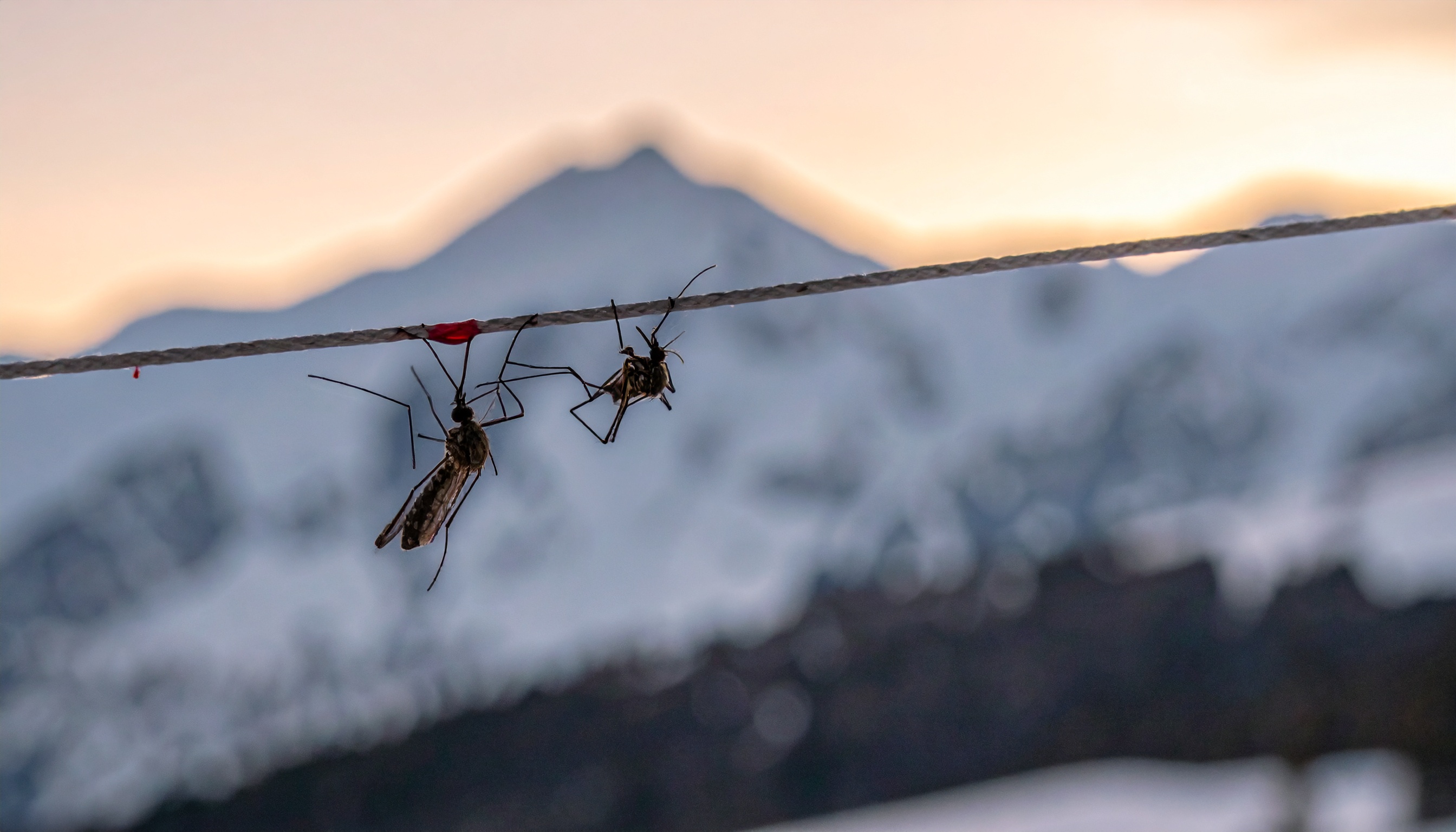 アイスランドで蚊を初確認、専門家が同定し温暖化を示唆