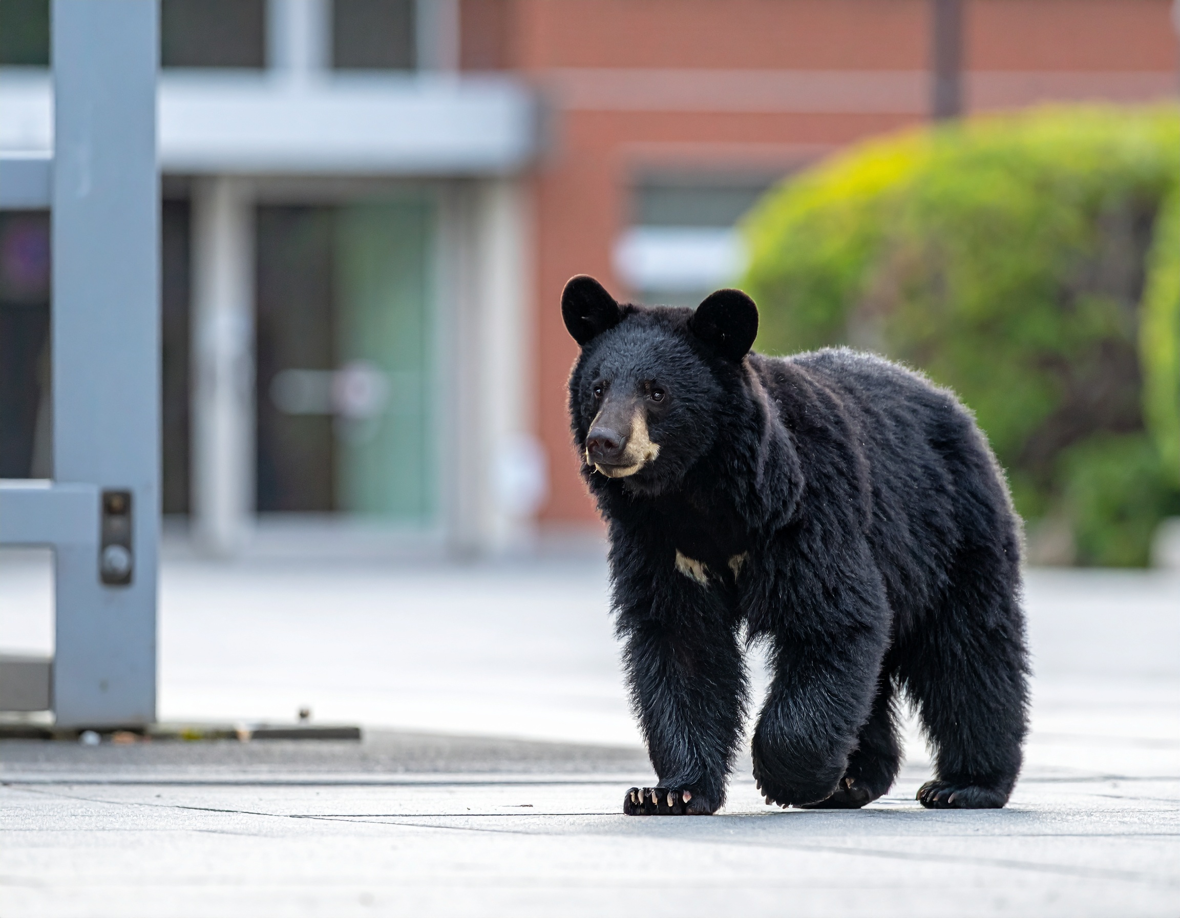 南陽市で体長約1メートルのクマが小学校窓ガラスを破損、通学時間帯の警戒を強化