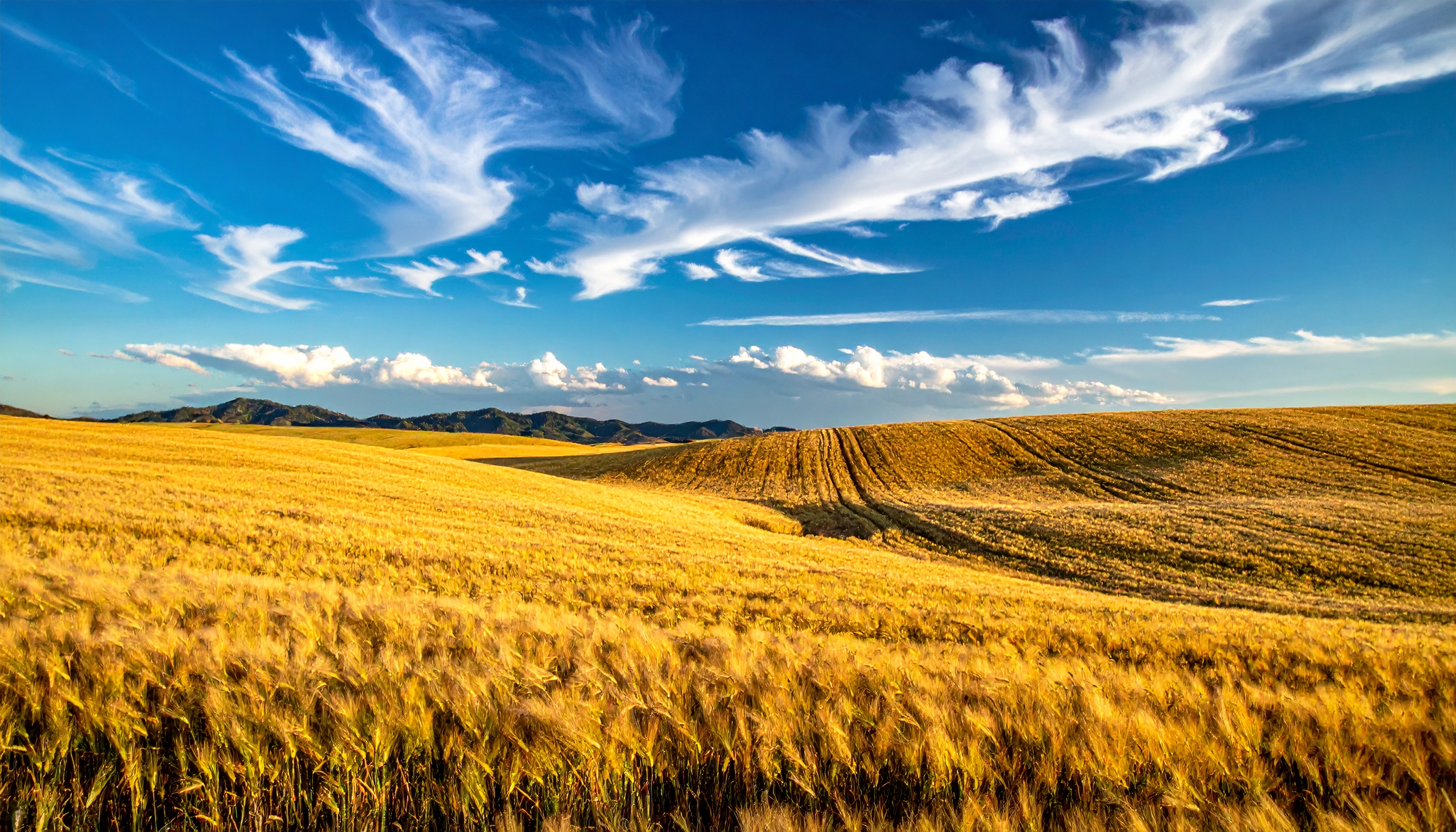 中国バイヤーが米国産小麦2船を買付け、農産物流通が再開