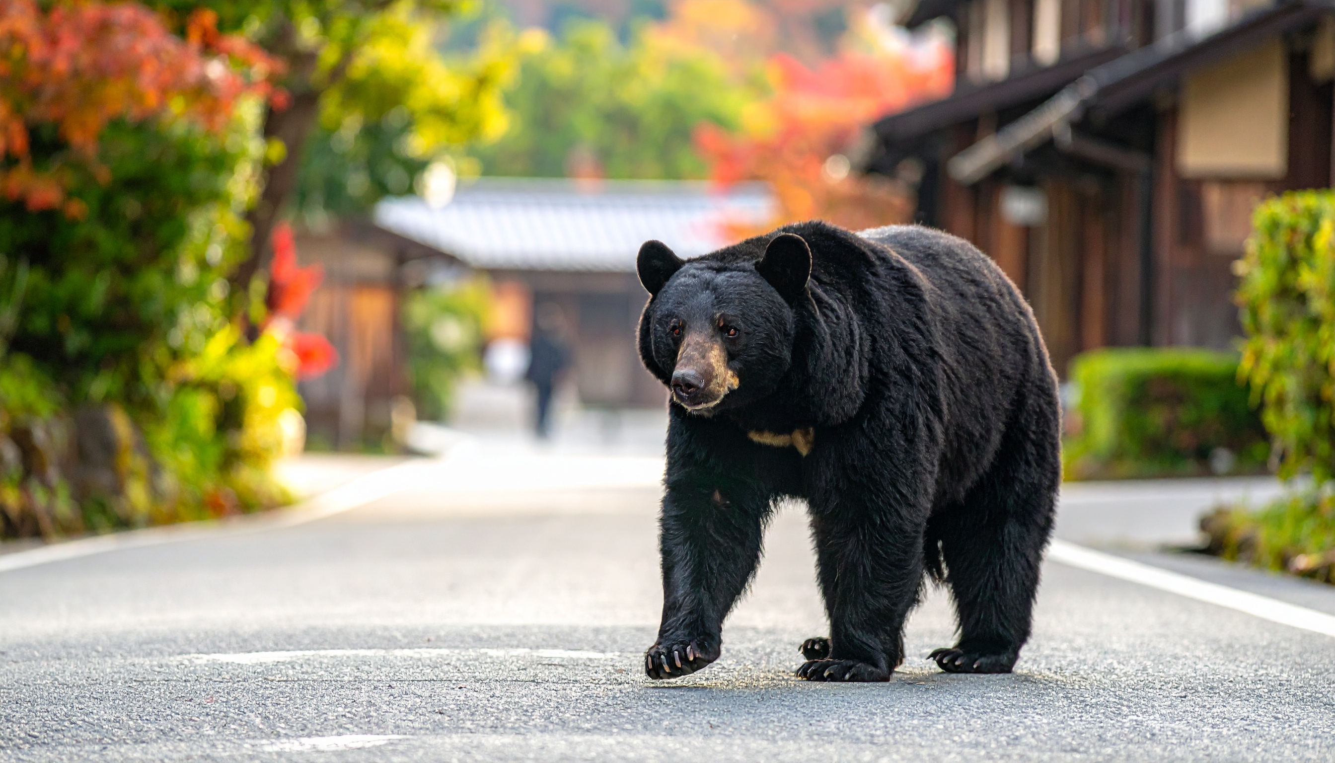 青森県三戸町のラーメン店でクマ侵入、男性従業員が顔をひっかかれ負傷