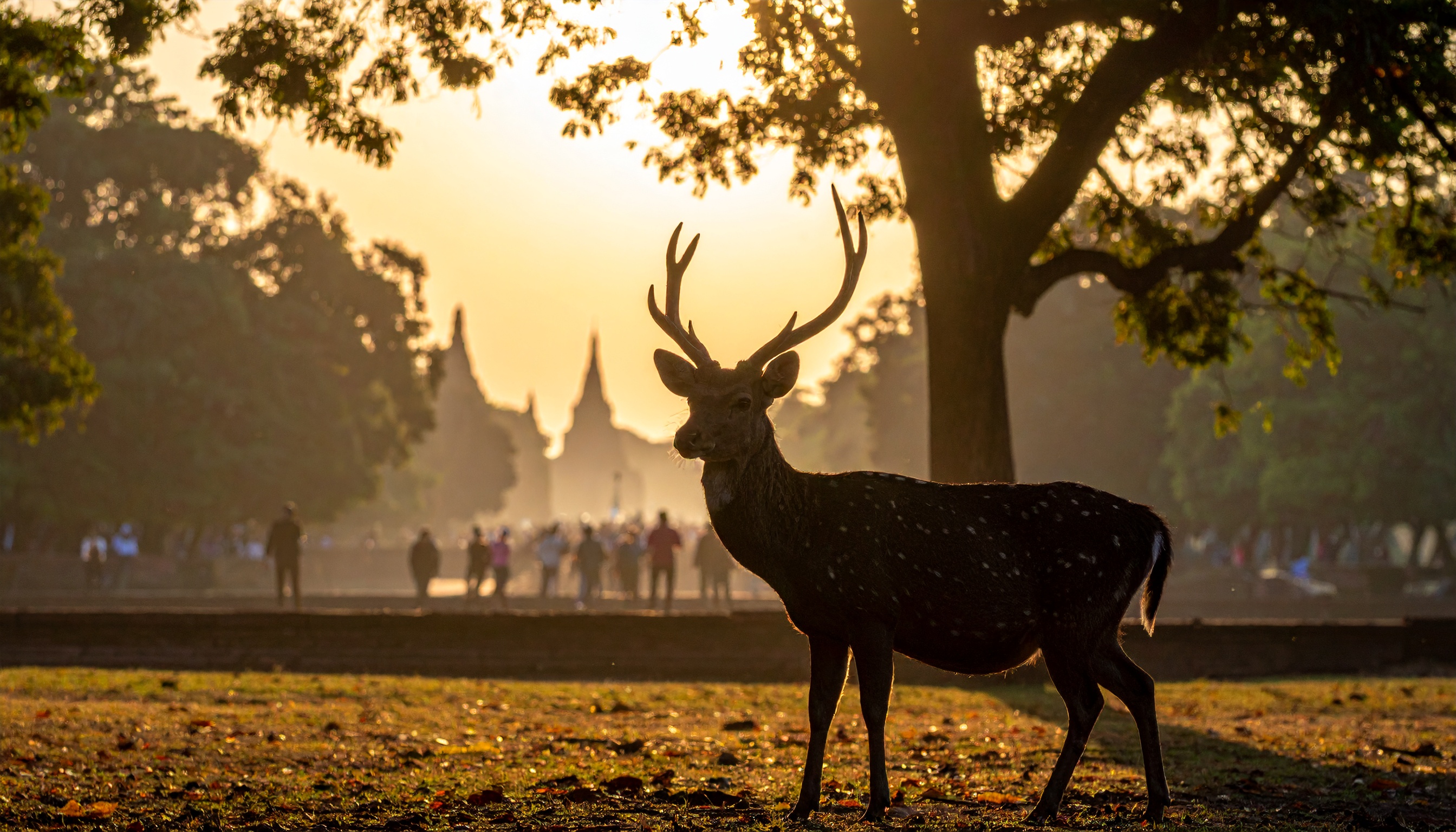 高市首相が衆院予算委で根拠示し、奈良公園シカ巡りのルール周知を争点化