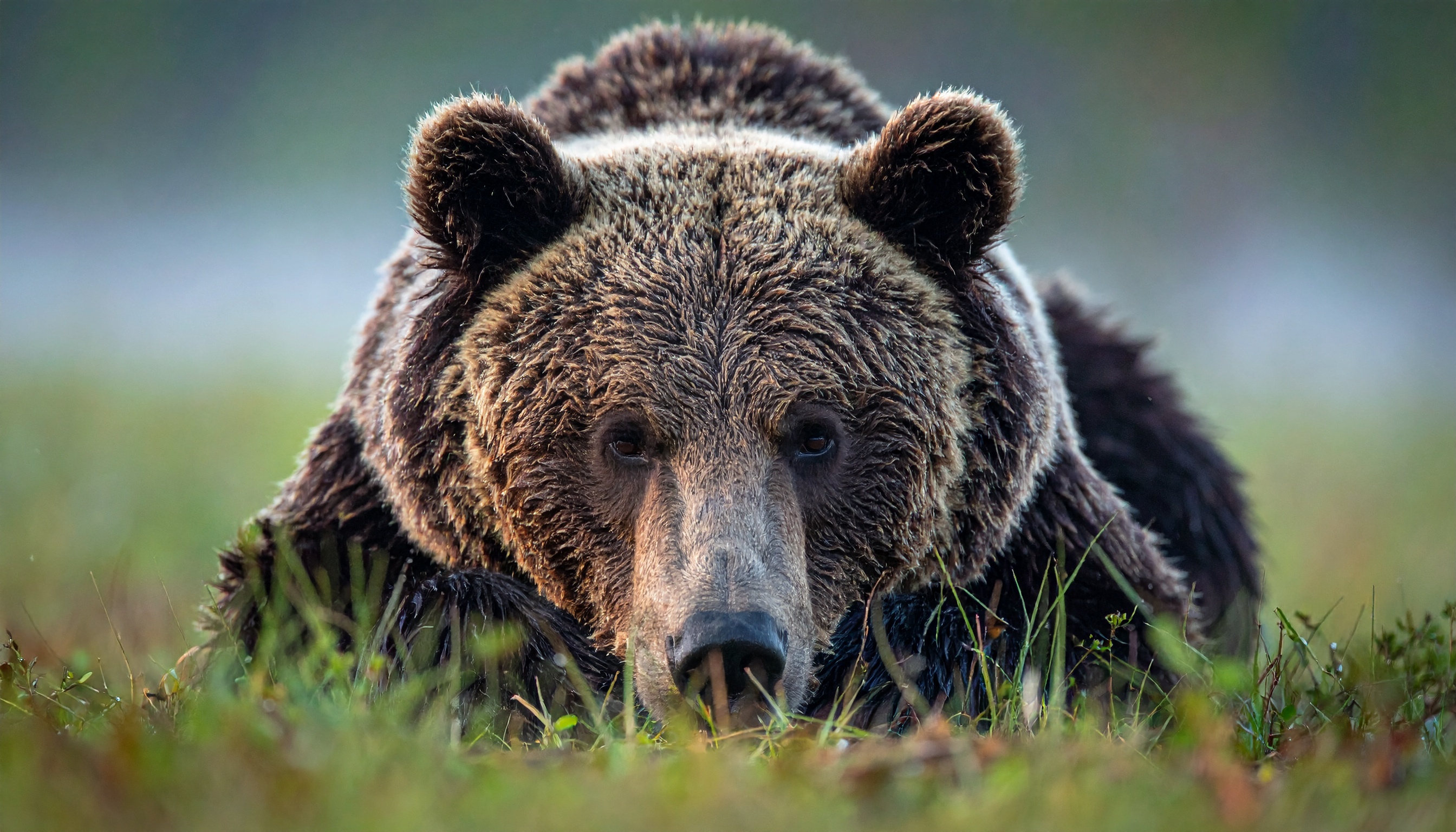 新潟県新発田市の猟友会員がクマに襲われ、顔と右脚を負傷し所持銃で雌クマを駆除