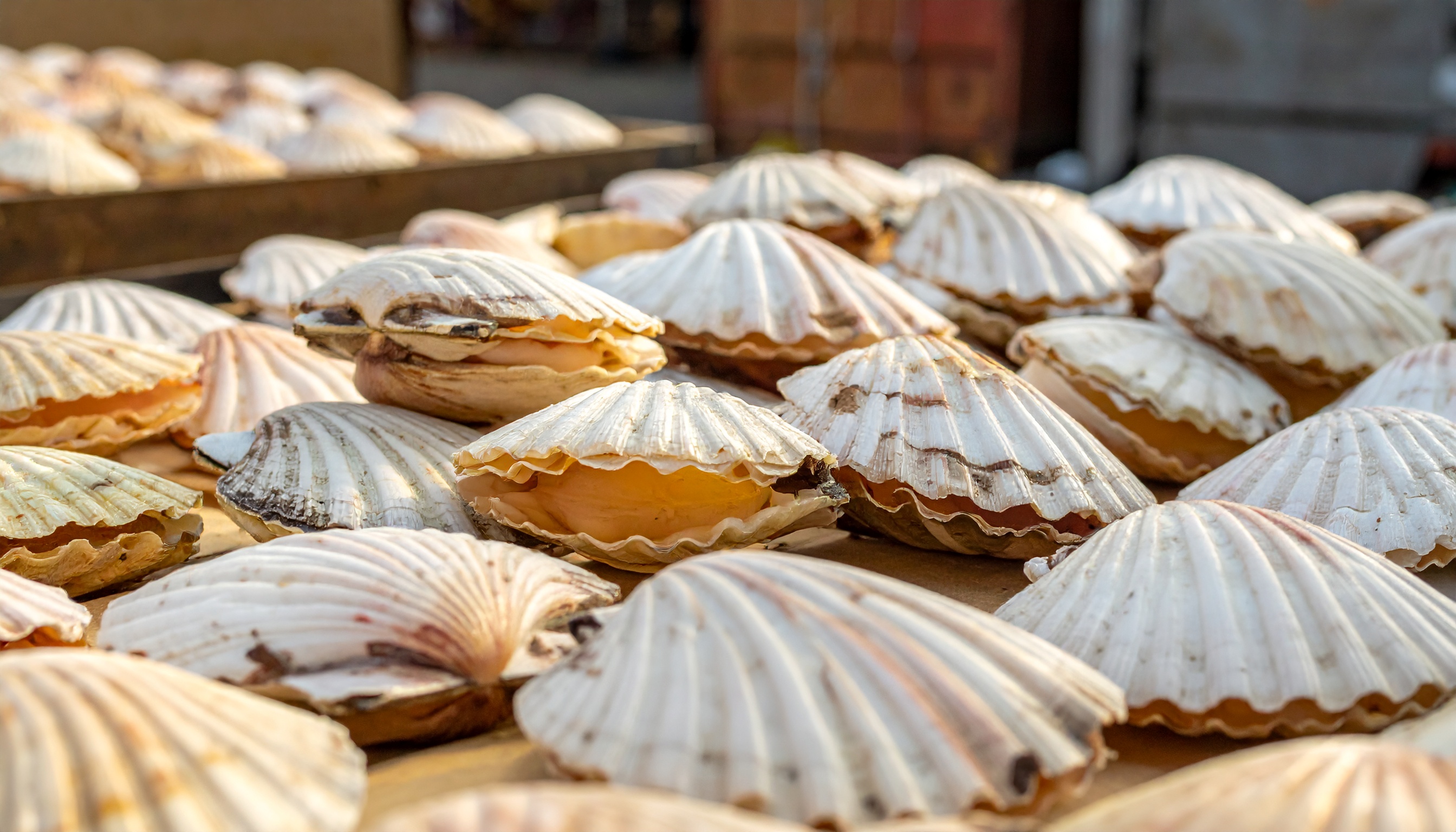 中国政府が日本産水産物の輸入停止を通告 北海道漁業に再び緊張