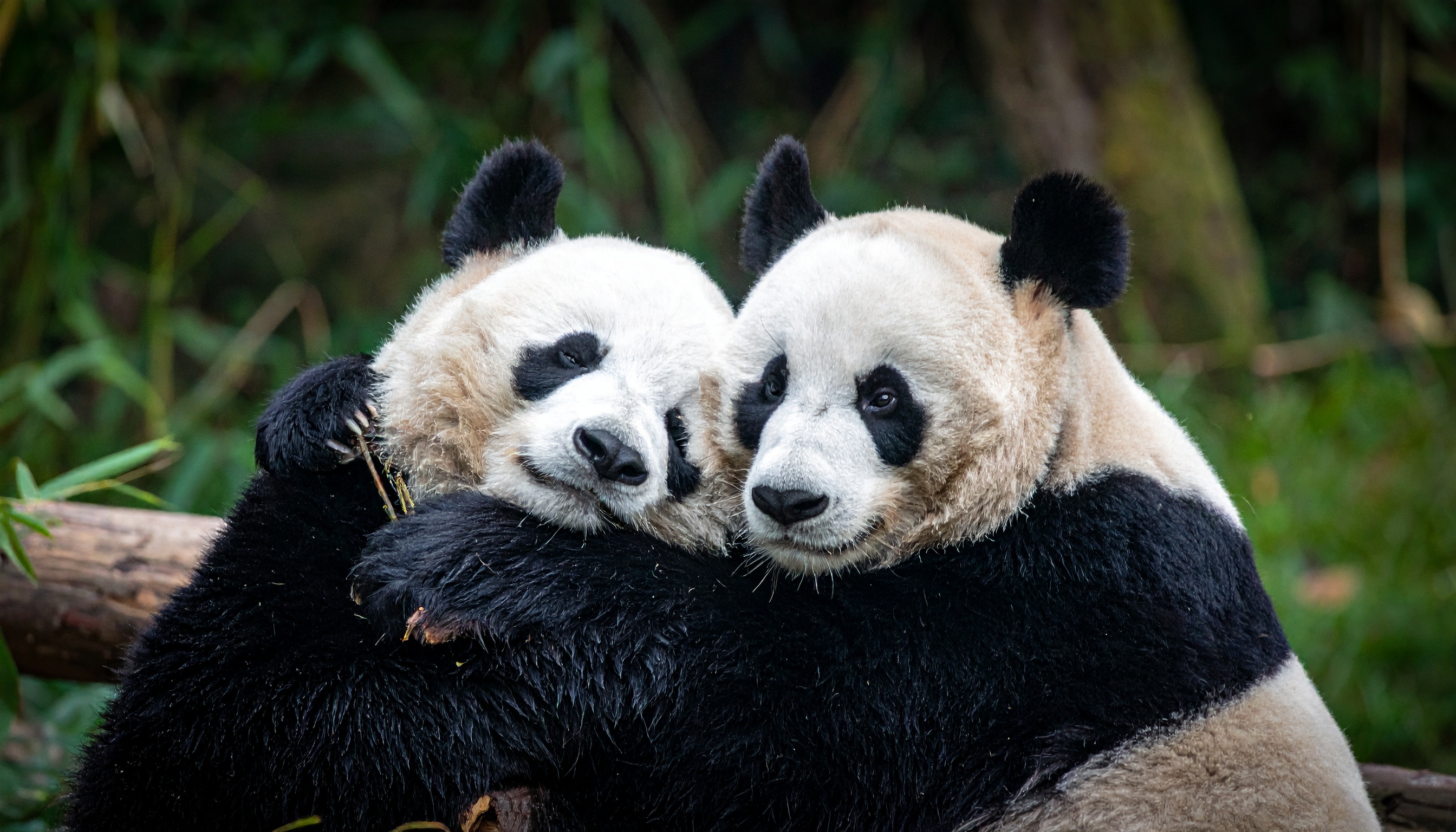 東京都台東区上野動物園のシャオシャオとレイレイ 中国紙が日本から消えると報道