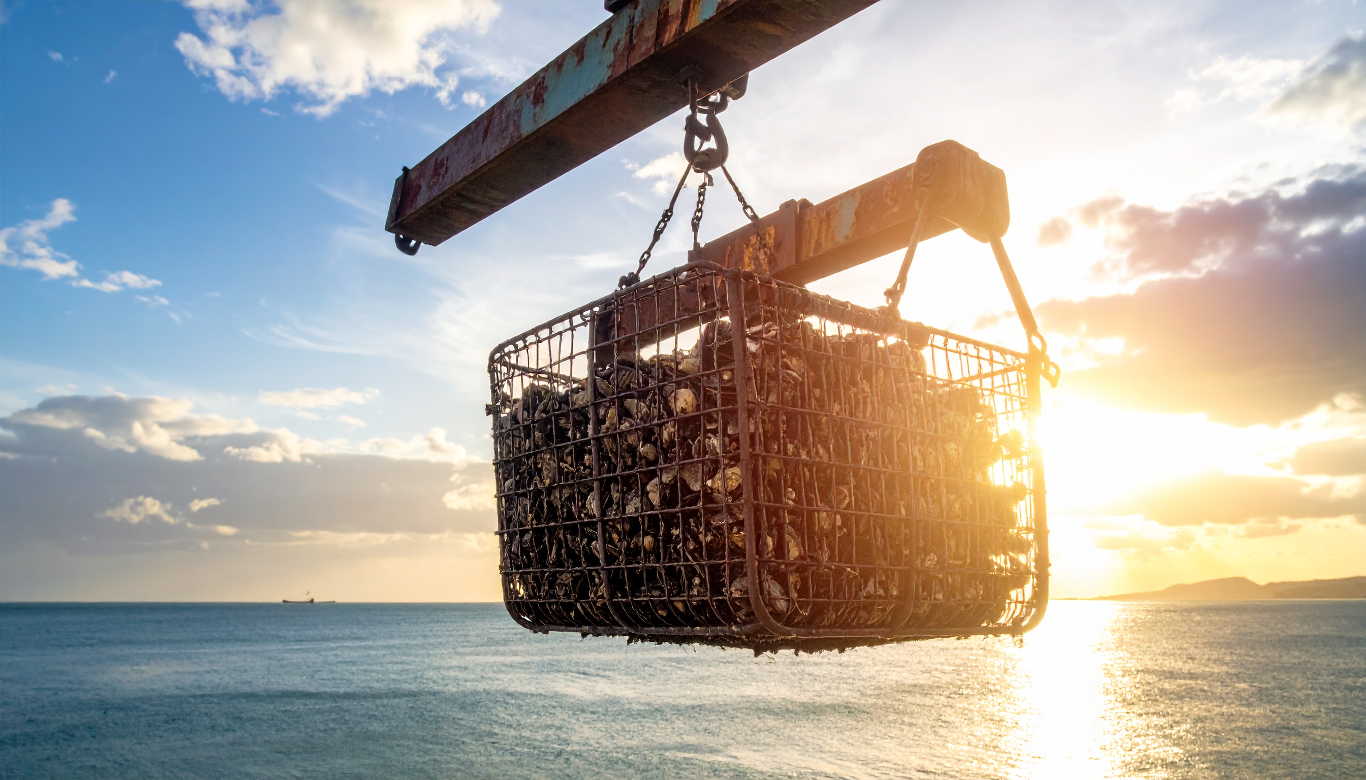 北海道噴火湾の漁業者、脱中国で販路を米・東南アジアへ