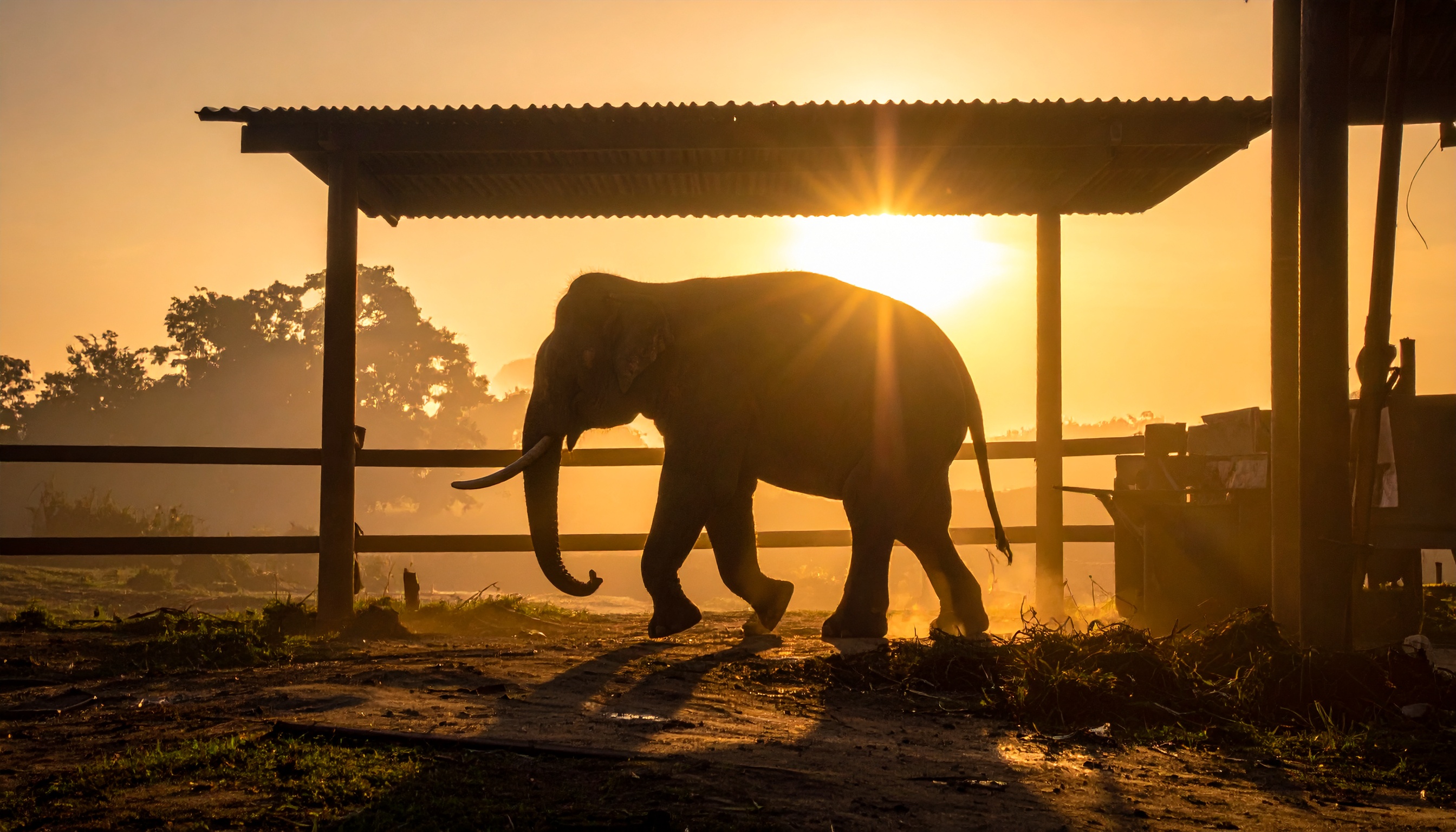千葉・市原市 市原ぞうの国でタイ出身の飼育員が倒れ死亡