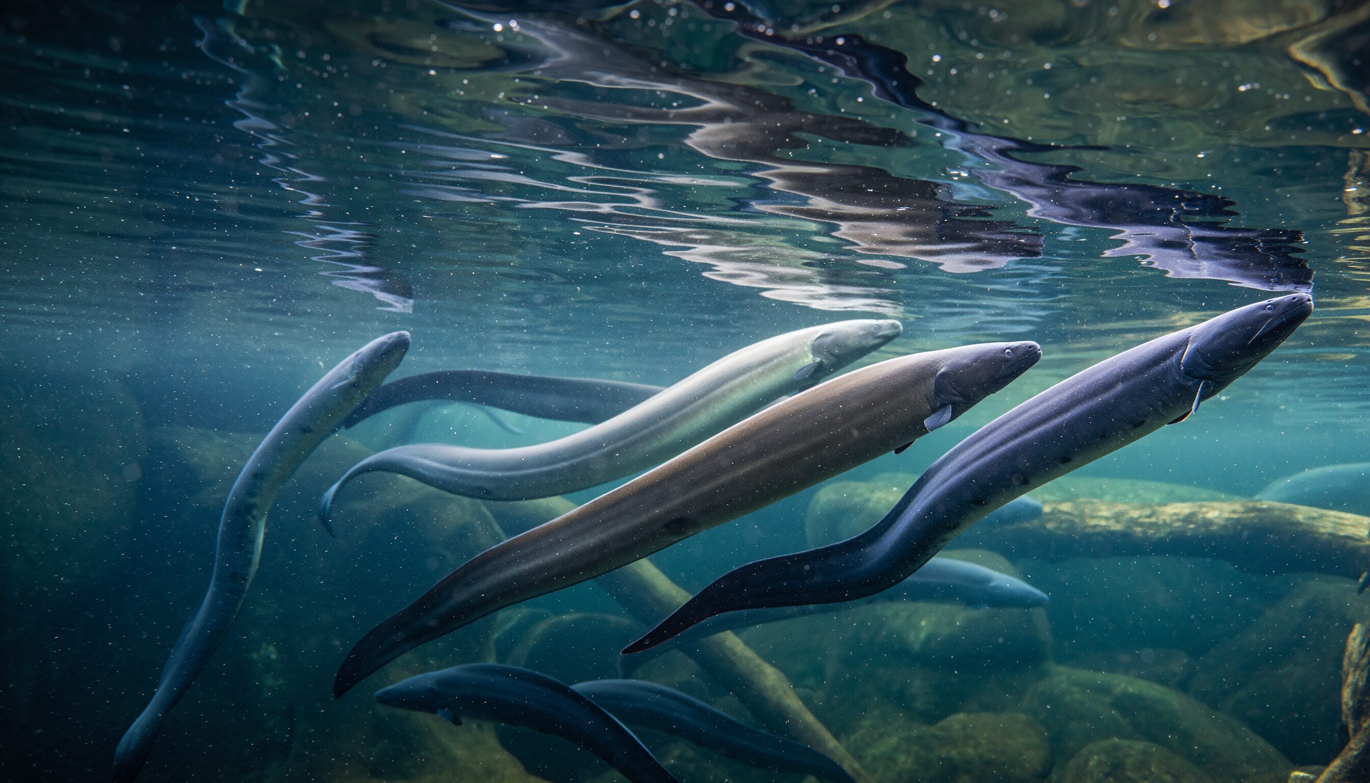 ウズベキスタン・サマルカンド開幕 ウナギ規制で日EU対立