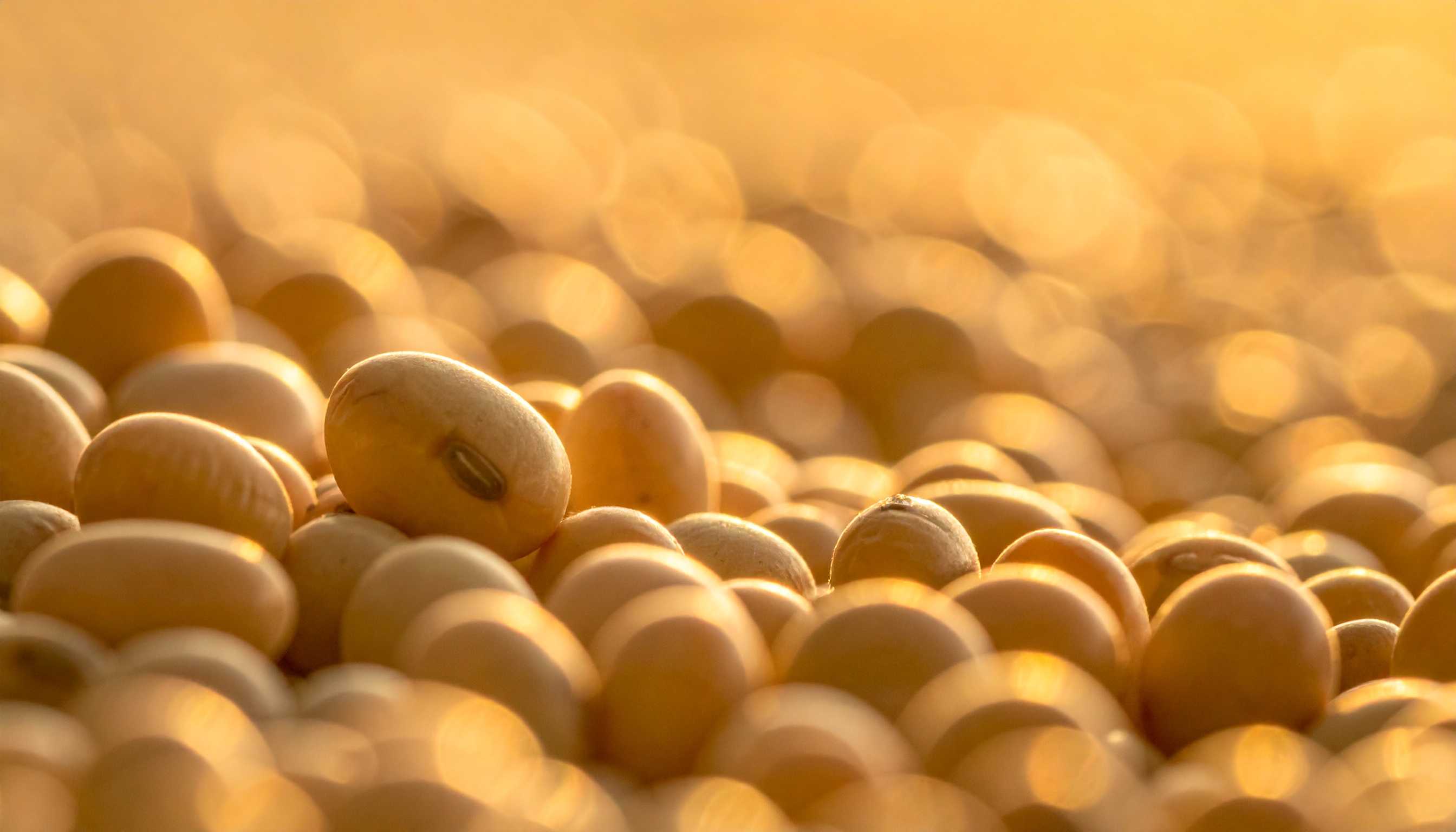 トランプ米大統領 習近平国家主席に米国製品購入を要請、習氏が応じる見込み