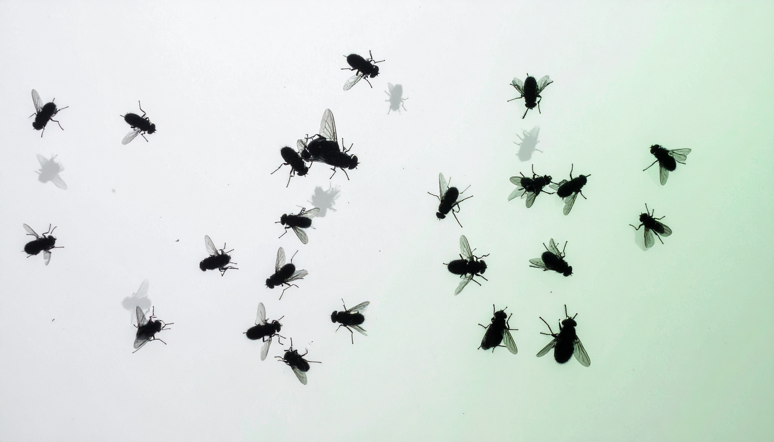 政府、外来害虫セグロウリミバエ対策に約8億円計上、鹿児島で不妊虫施設支援