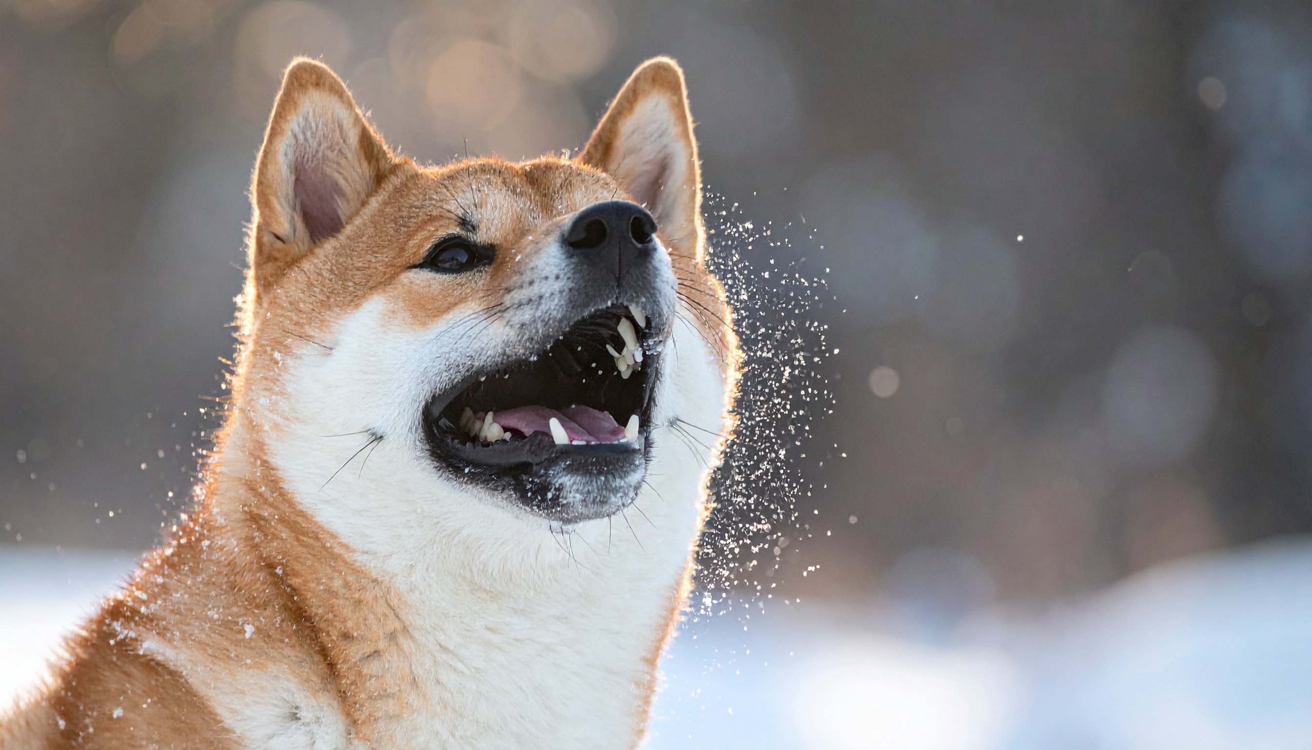 東北各県で相次ぐクマ襲撃 つながれた犬を狙う、専門家が屋内飼育呼びかけ