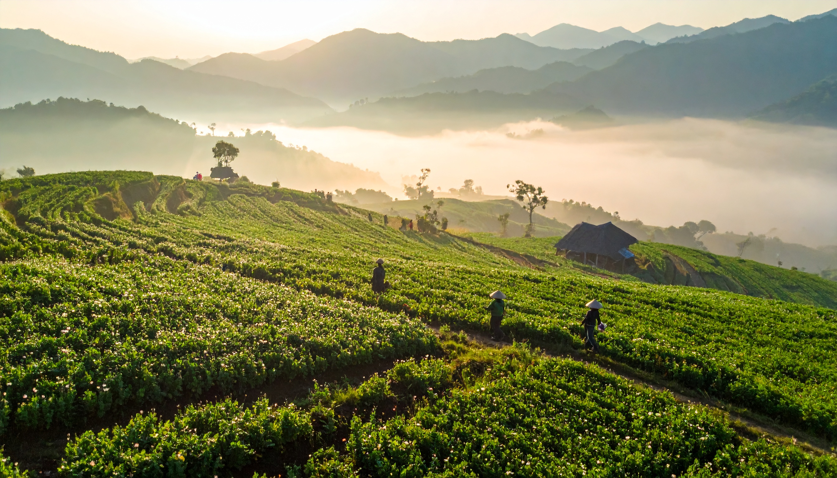 ミャンマーで生活苦の農民が違法アヘンへ回帰、栽培面積が10年で最大