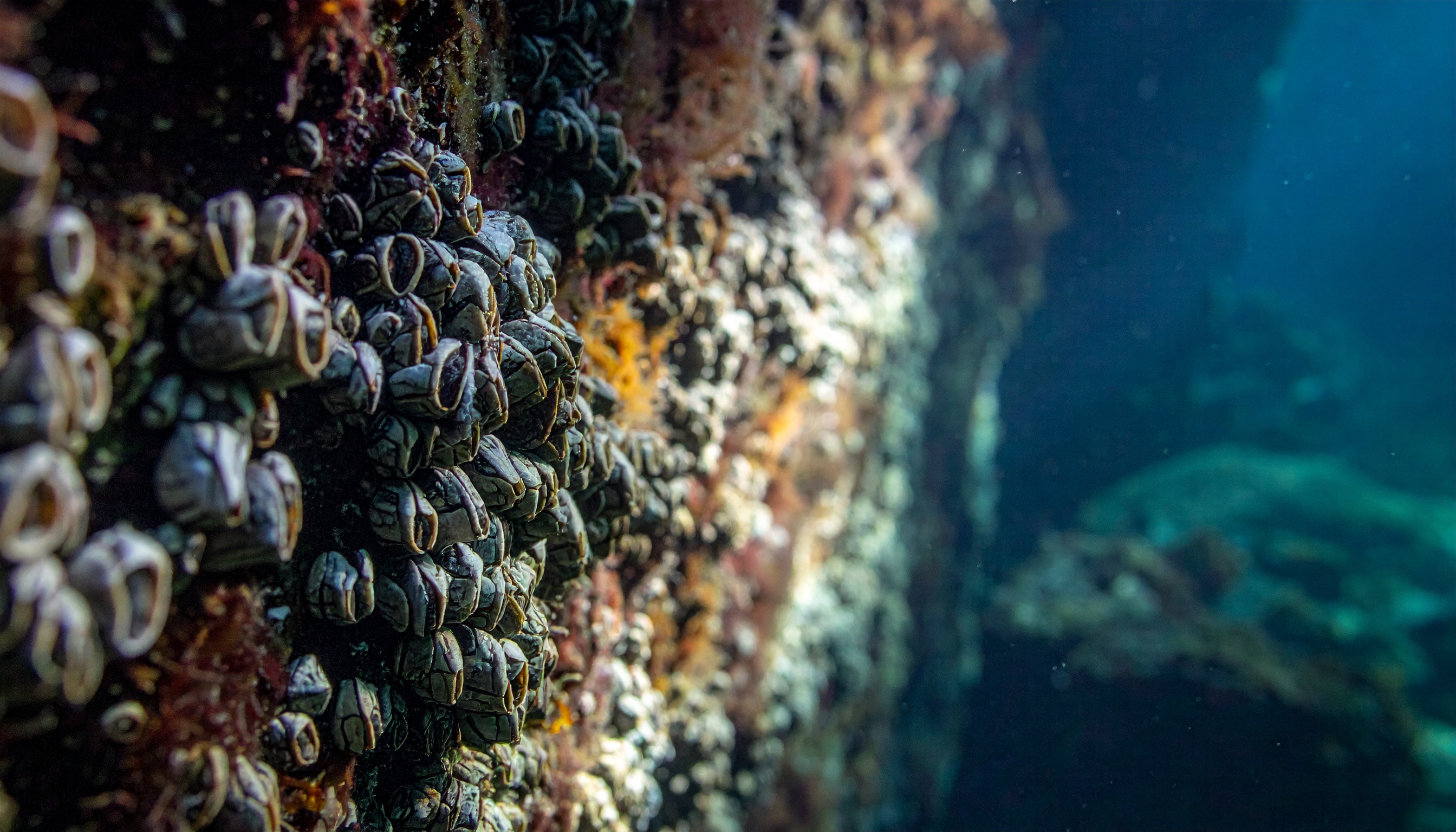 神戸市立工業高専発スタートアップが水中ドローンでフジツボ一掃、港湾保守を効率化