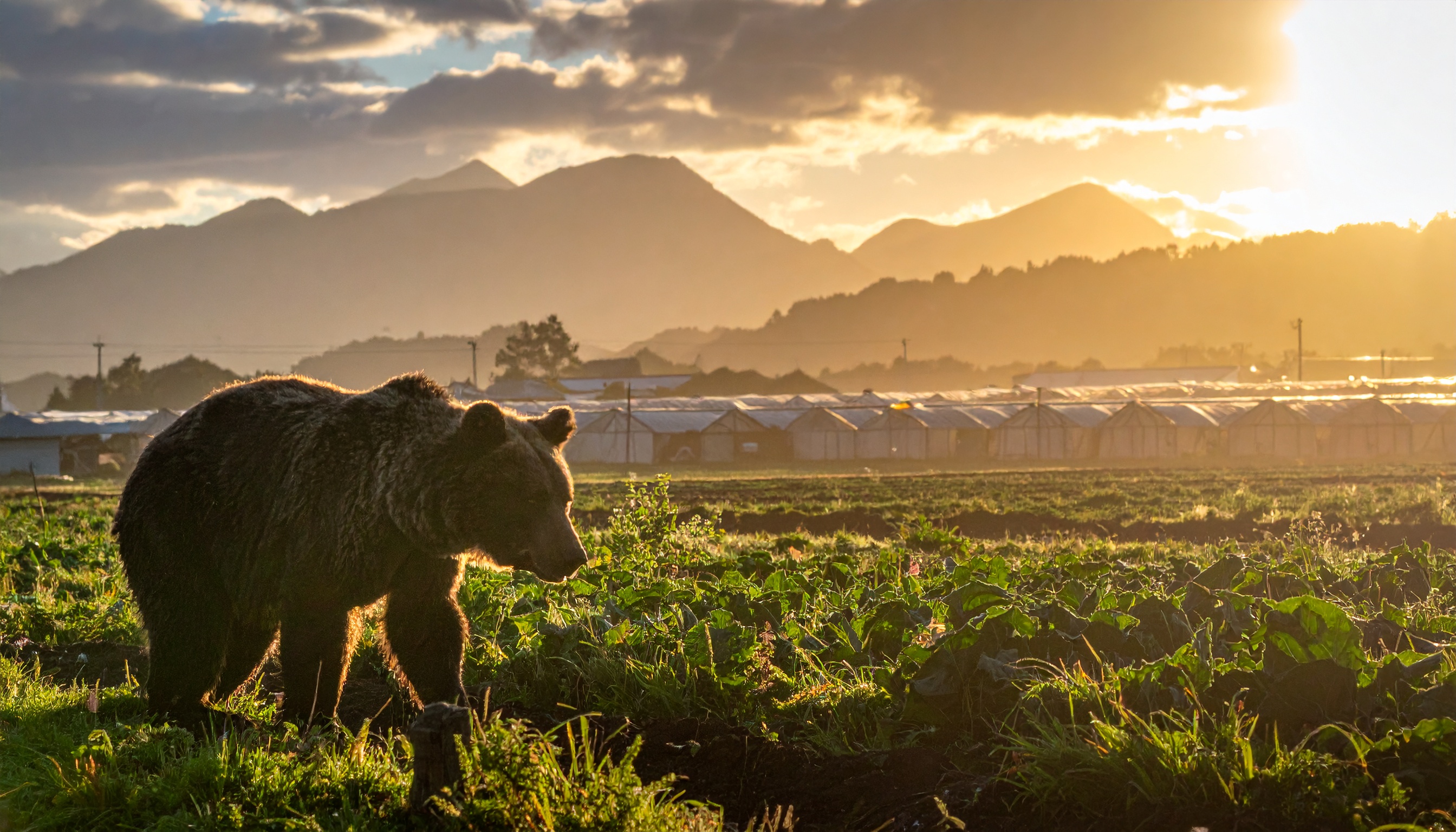 秋田県大館市の養鶏場で比内地鶏300羽死亡、クマ侵入の疑いで市が箱わな設置