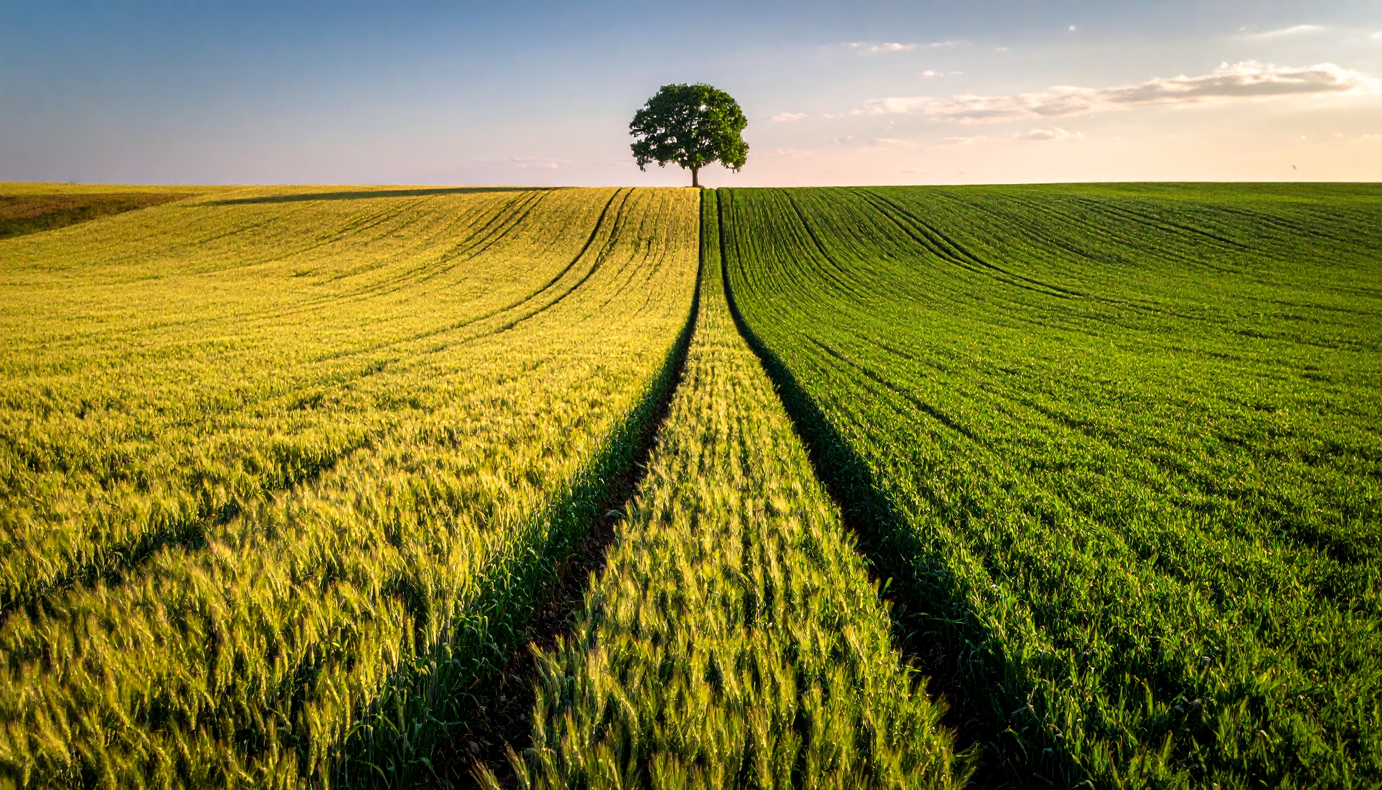 EU、南米メルコスルFTA 最終採決の延期で一致 農産業の備えが焦点