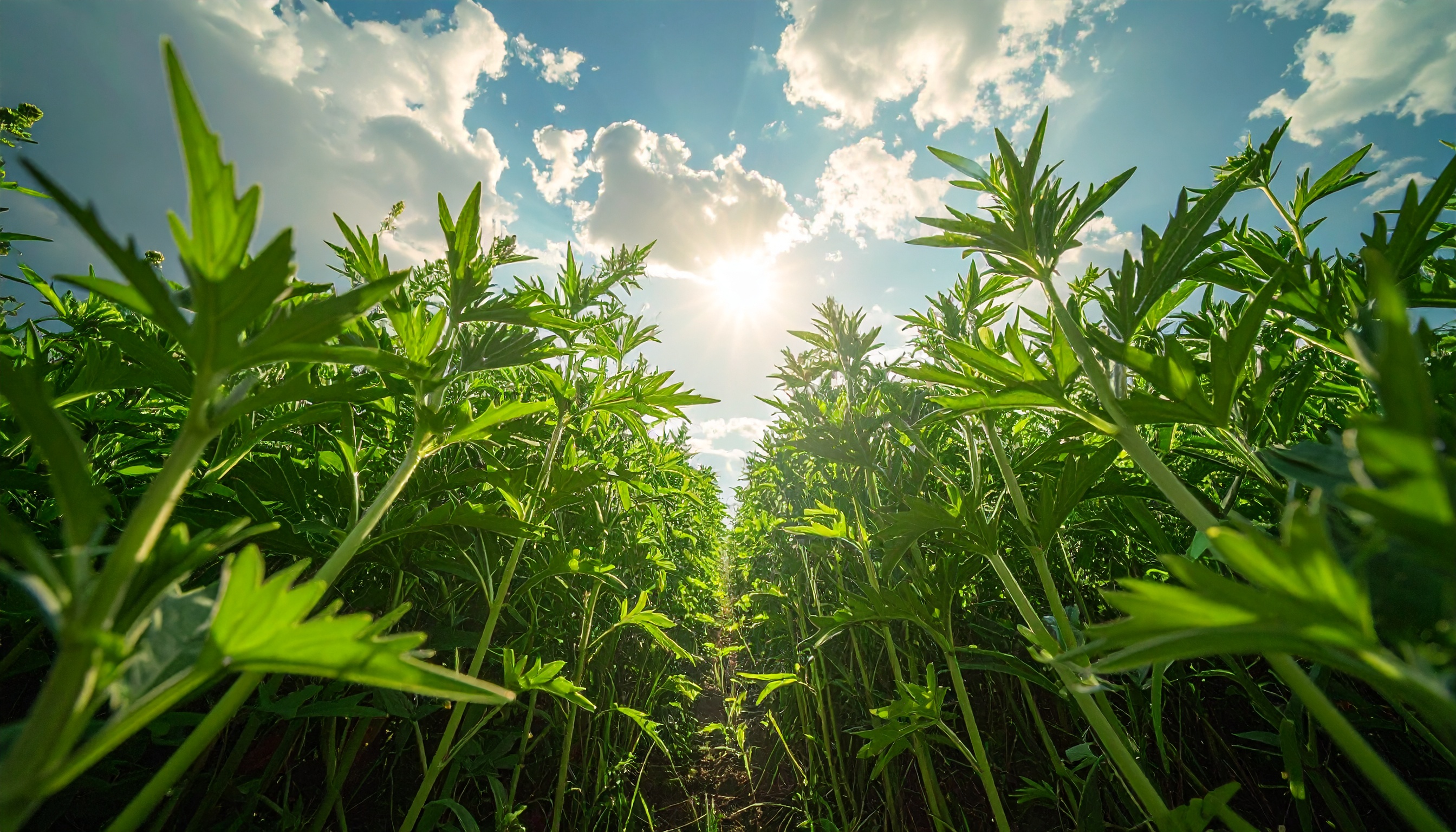 米国 トランプ大統領 大麻を危険性の低い薬物へ再分類を検討