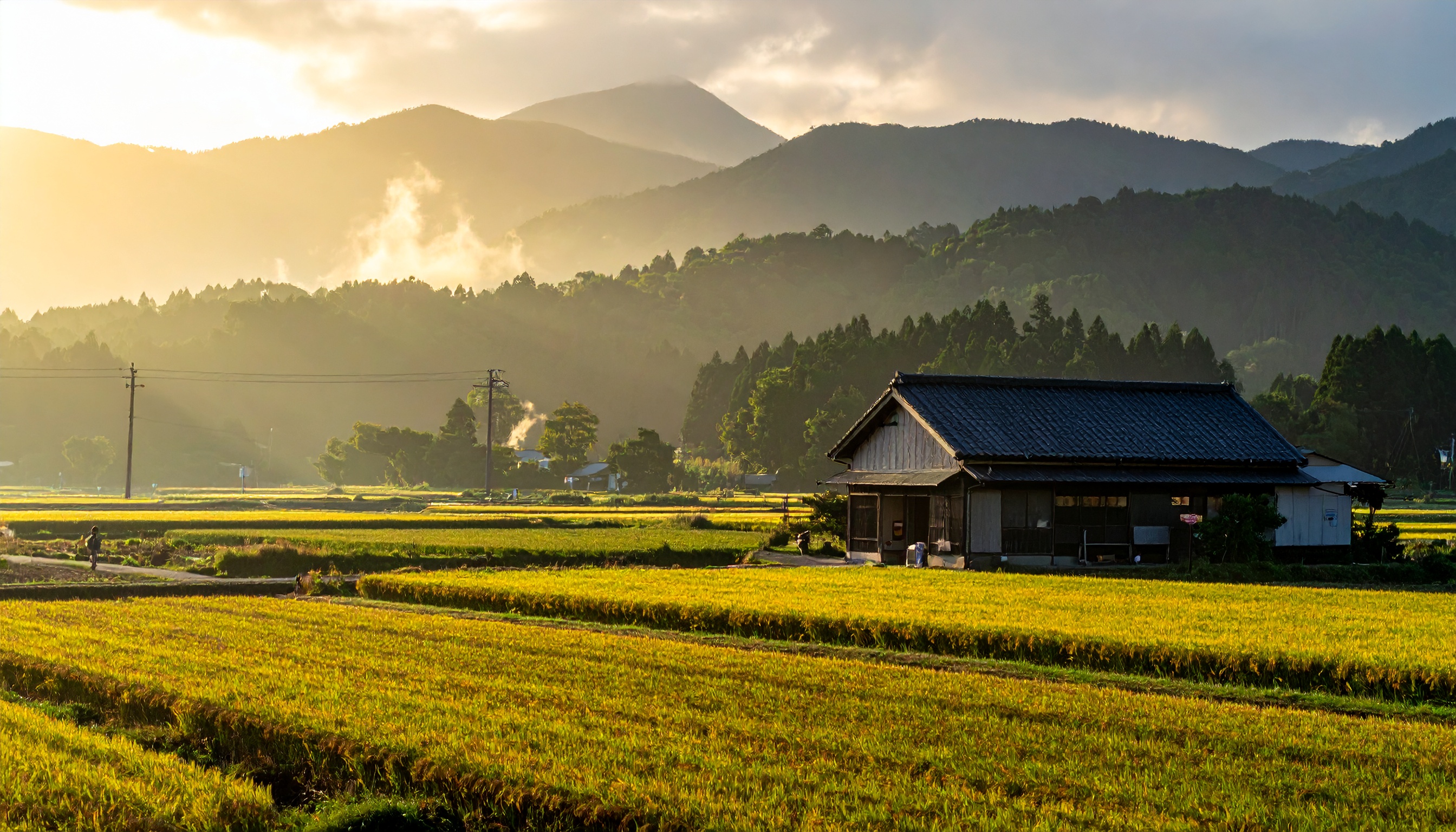 農林水産省が有機農業基本方針を見直し、消費者増が課題